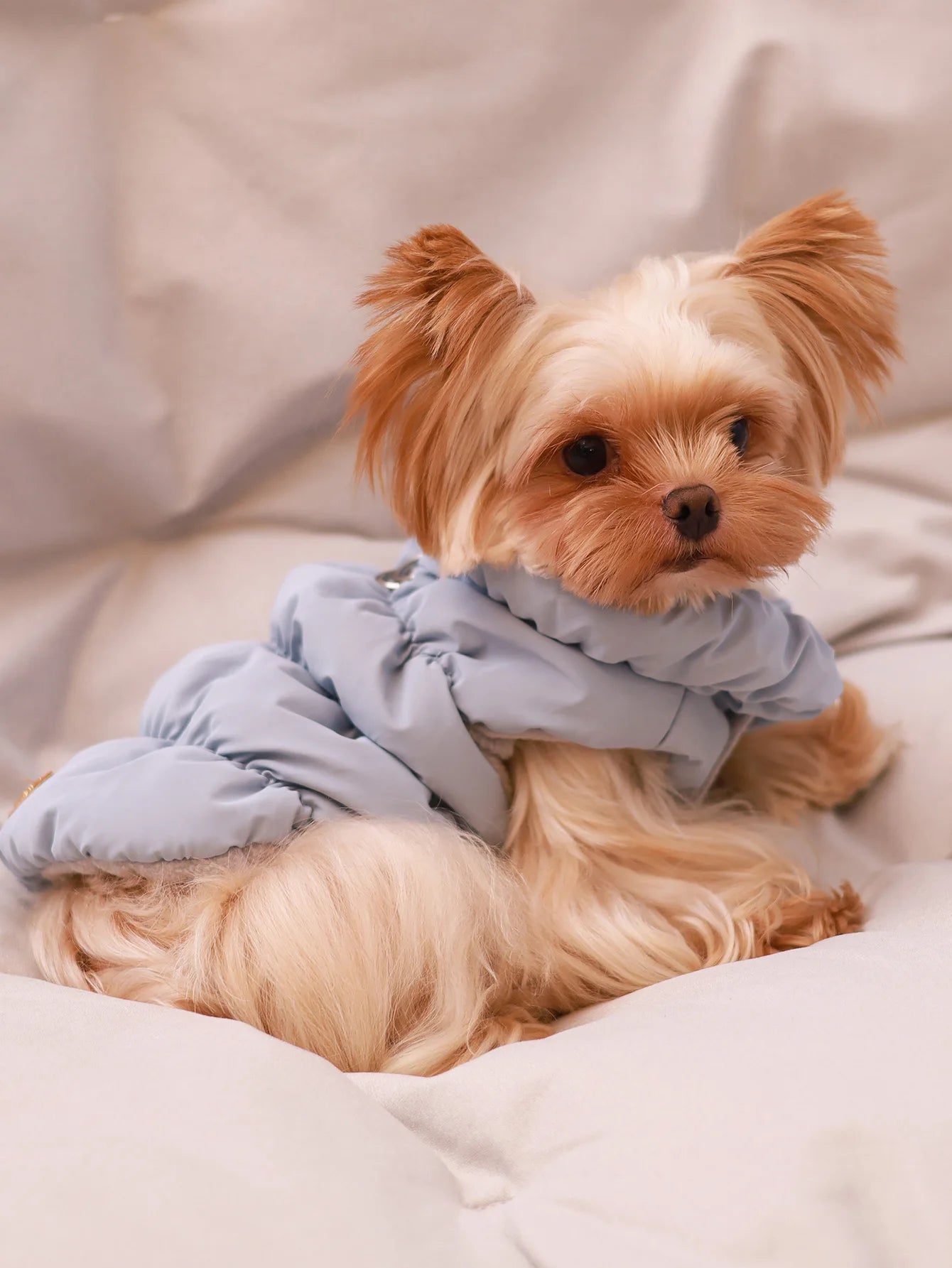 Autumn/Winter Dog Jacket